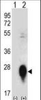 C-Type Lectin Domain Family 3 Member B antibody, LS-C168836, Lifespan Biosciences, Western Blot image 