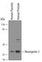 Neurogenin 3 antibody, AF3444, R&D Systems, Western Blot image 