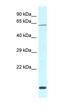 G Protein Subunit Gamma 10 antibody, orb324986, Biorbyt, Western Blot image 