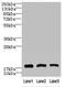 Cornichon Family AMPA Receptor Auxiliary Protein 2 antibody, orb32949, Biorbyt, Western Blot image 