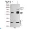 E2F-1 antibody, LS-C812948, Lifespan Biosciences, Immunoprecipitation image 
