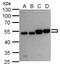 RuvB Like AAA ATPase 2 antibody, GTX128970, GeneTex, Western Blot image 