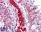 WD repeat-containing protein 35 antibody, LS-B4727, Lifespan Biosciences, Immunohistochemistry frozen image 