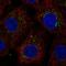 Prostaglandin Reductase 2 antibody, HPA001125, Atlas Antibodies, Immunofluorescence image 