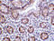Lysine Demethylase 1A antibody, 3763, ProSci, Immunohistochemistry frozen image 