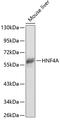 HNF-4-alpha antibody, 15-313, ProSci, Western Blot image 