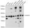 ADAM Metallopeptidase Domain 33 antibody, 23-483, ProSci, Western Blot image 