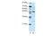 NFKB Inhibitor Beta antibody, PA5-40909, Invitrogen Antibodies, Western Blot image 