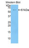 Fibrinogen Like 1 antibody, LS-C293886, Lifespan Biosciences, Western Blot image 