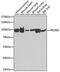 PR domain zinc finger protein 5 antibody, GTX32806, GeneTex, Western Blot image 