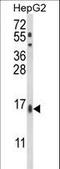 Microsomal Glutathione S-Transferase 2 antibody, LS-C164182, Lifespan Biosciences, Western Blot image 