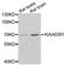 Protein Only RNase P Catalytic Subunit antibody, A3360, ABclonal Technology, Western Blot image 