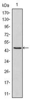 POU Class 5 Homeobox 1 antibody, AM06559SU-N, Origene, Western Blot image 