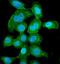 Purine Nucleoside Phosphorylase antibody, M00988, Boster Biological Technology, Immunofluorescence image 