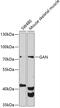 Gigaxonin antibody, 19-308, ProSci, Western Blot image 