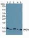 Beta-2-Microglobulin antibody, MBS2002465, MyBioSource, Western Blot image 