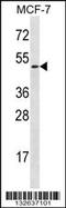 LAD-1 antibody, 56-699, ProSci, Western Blot image 