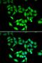 Chaperonin Containing TCP1 Subunit 3 antibody, LS-C334788, Lifespan Biosciences, Immunofluorescence image 