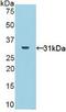 NADPH Oxidase Activator 1 antibody, MBS2001587, MyBioSource, Western Blot image 