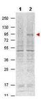 Signal Transducer And Activator Of Transcription 5A antibody, GTX48648, GeneTex, Western Blot image 