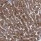 VPS37D antibody, PA5-59374, Invitrogen Antibodies, Immunohistochemistry paraffin image 
