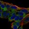 Tetratricopeptide Repeat Domain 39B antibody, HPA063162, Atlas Antibodies, Immunofluorescence image 