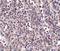 Epstein-Barr Virus Induced 3 antibody, A07190-1, Boster Biological Technology, Immunohistochemistry frozen image 