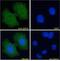 Wnt Family Member 4 antibody, 45-172, ProSci, Immunofluorescence image 
