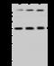 Stomatin Like 2 antibody, 203300-T32, Sino Biological, Western Blot image 