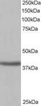 Sirtuin 4 antibody, ab10140, Abcam, Western Blot image 