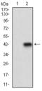 Methyl-CpG Binding Domain Protein 2 antibody, orb330096, Biorbyt, Western Blot image 