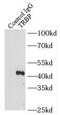 TARBP2 Subunit Of RISC Loading Complex antibody, FNab08956, FineTest, Immunoprecipitation image 