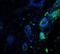 Activating Transcription Factor 6 antibody, NBP1-76675, Novus Biologicals, Immunocytochemistry image 