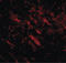 Cell Death Inducing P53 Target 1 antibody, LS-C108471, Lifespan Biosciences, Immunofluorescence image 