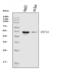 Hepatocyte Nuclear Factor 4 Alpha antibody, M00389-2, Boster Biological Technology, Western Blot image 