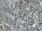 Platelet Derived Growth Factor Receptor Alpha antibody, ab5460, Abcam, Immunohistochemistry paraffin image 