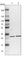 Nitrilase Family Member 2 antibody, HPA036999, Atlas Antibodies, Western Blot image 