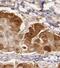 Transthyretin antibody, FNab06761, FineTest, Immunohistochemistry frozen image 