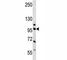 Nucleolin antibody, F44030-0.4ML, NSJ Bioreagents, Western Blot image 