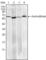 ZN363 antibody, abx011352, Abbexa, Western Blot image 