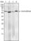 Ring Finger And CHY Zinc Finger Domain Containing 1 antibody, abx011352, Abbexa, Western Blot image 