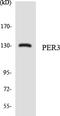 Period Circadian Regulator 3 antibody, LS-C200479, Lifespan Biosciences, Western Blot image 