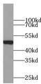 PD-L1 antibody, abx236280, Abbexa, Western Blot image 
