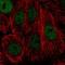 Tonsoku Like, DNA Repair Protein antibody, NBP1-87764, Novus Biologicals, Immunofluorescence image 