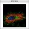 Kelch Like Family Member 2 antibody, GTX115614, GeneTex, Immunofluorescence image 
