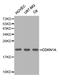 p21 antibody, abx123454, Abbexa, Western Blot image 