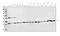 Prohibitin antibody, A01178-1, Boster Biological Technology, Western Blot image 
