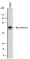 Kynureninase antibody, AF4887, R&D Systems, Western Blot image 