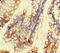 Potassium Two Pore Domain Channel Subfamily K Member 16 antibody, LS-C678404, Lifespan Biosciences, Immunohistochemistry paraffin image 