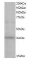 ATPase H+ Transporting Accessory Protein 2 antibody, orb18618, Biorbyt, Western Blot image 